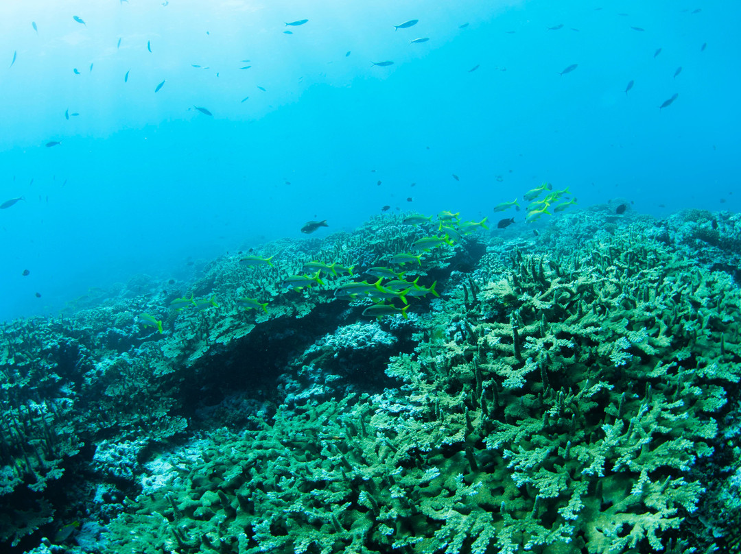 Pure Ocean Dive & Water sports-Mulifanua必去景点