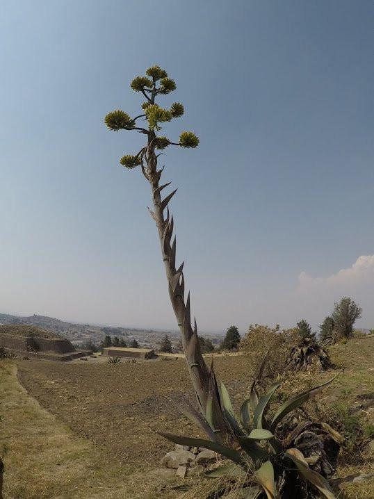 Zona Arqueológica Calixtlahuaca景点图片