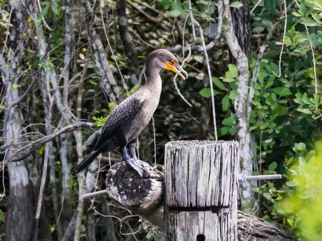 Turner River Road-奥乔皮必去景点