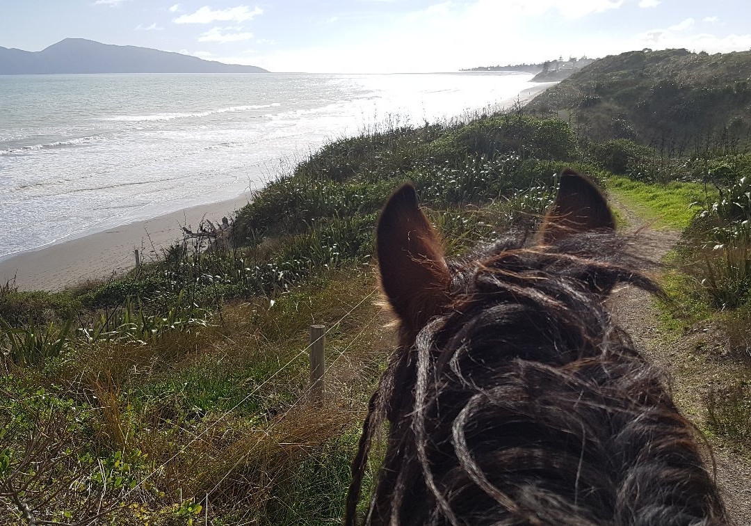 Kapiti Stables景点图片