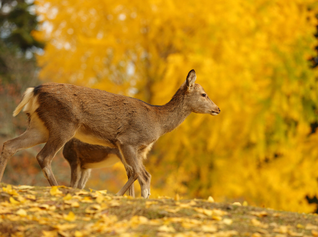 奈良登大路酒店主图