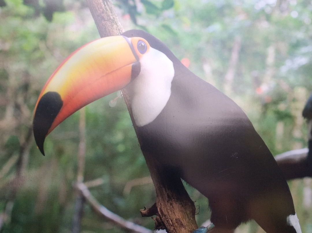 Traslados en Puerto Iguazu-伊瓜苏港必去景点