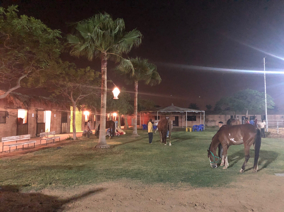 Stallion Equestrian Center-开罗必去景点