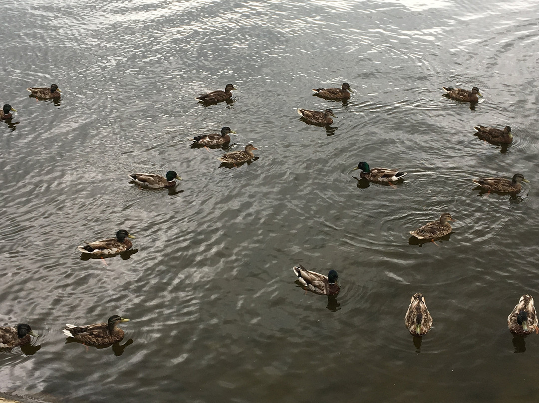 Horn Pond景点图片