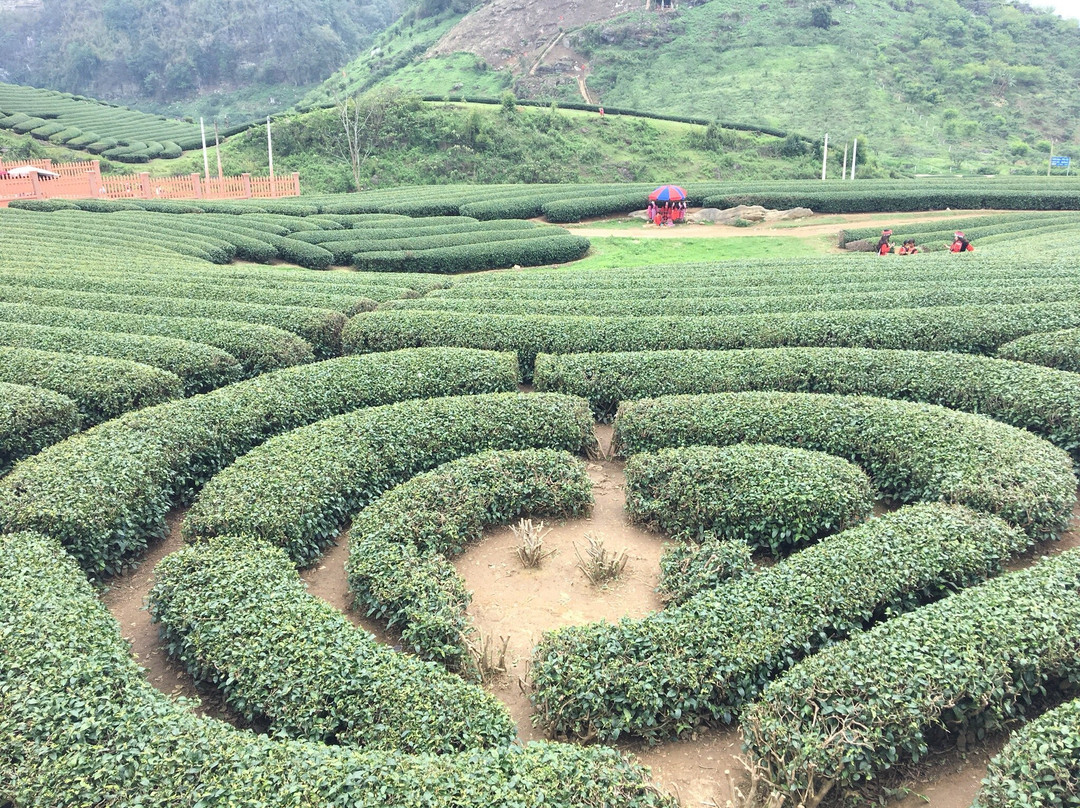 Moc Chau Plateau-Moc Chau必去景点