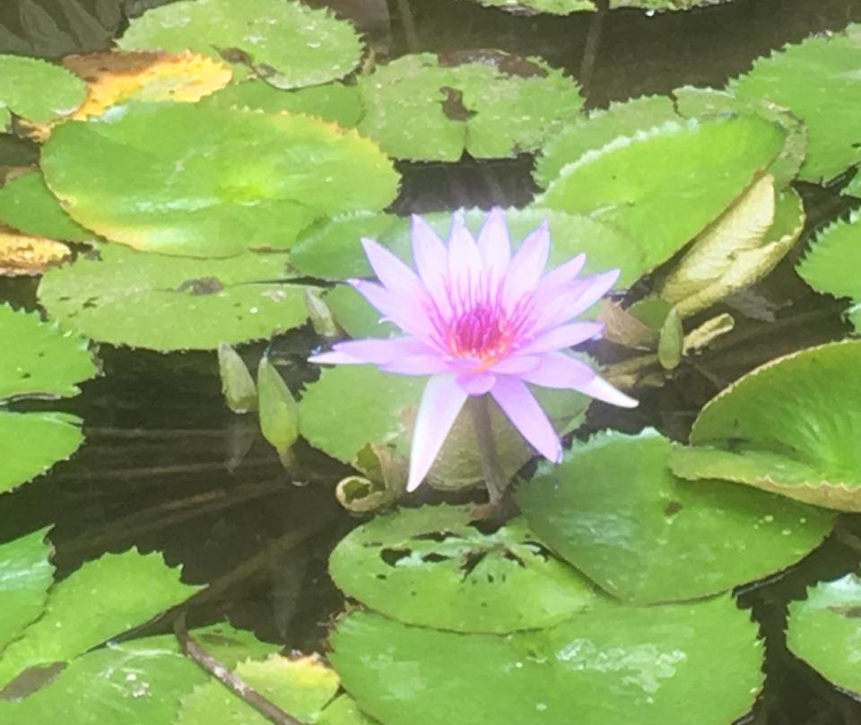 Jardin Botanico Francisco Javier Clavijero-哈拉帕必去景点