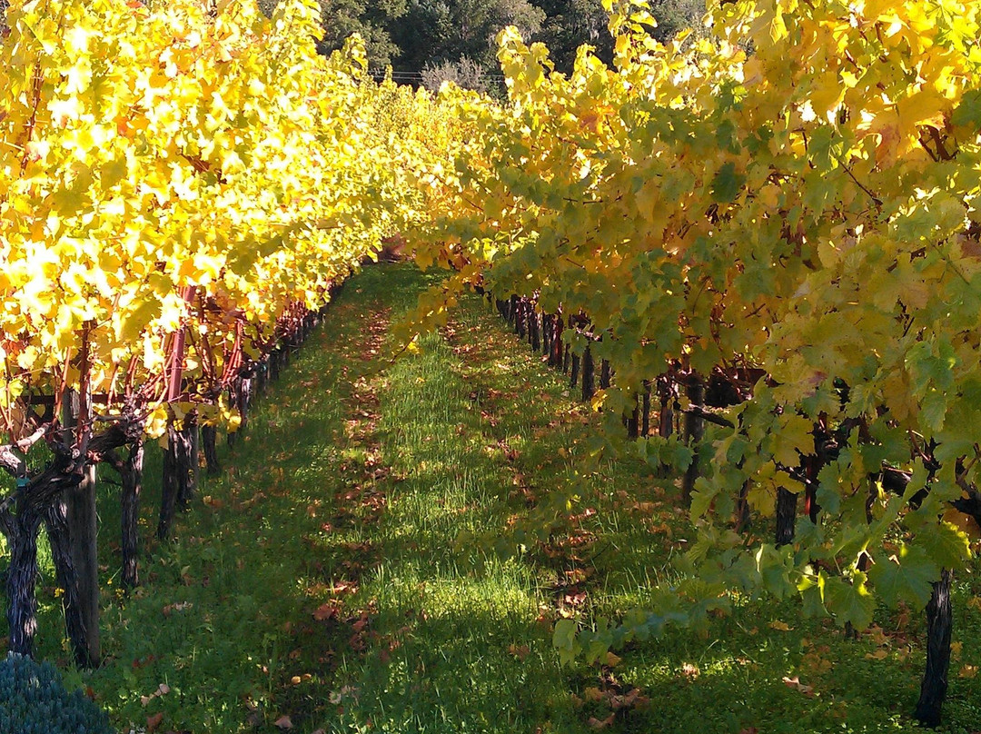 Napa Valley SUV景点图片