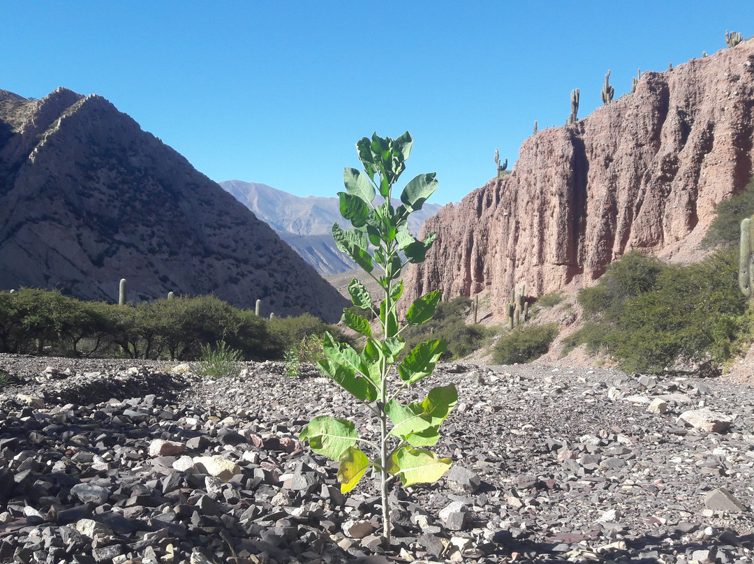 Pucara de Juella-蒂尔卡拉必去景点