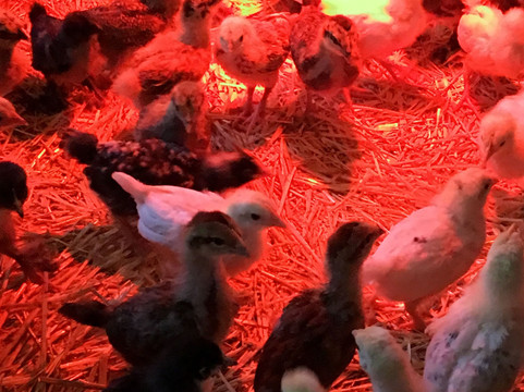 Hale Akua Garden Farm-海库必去景点