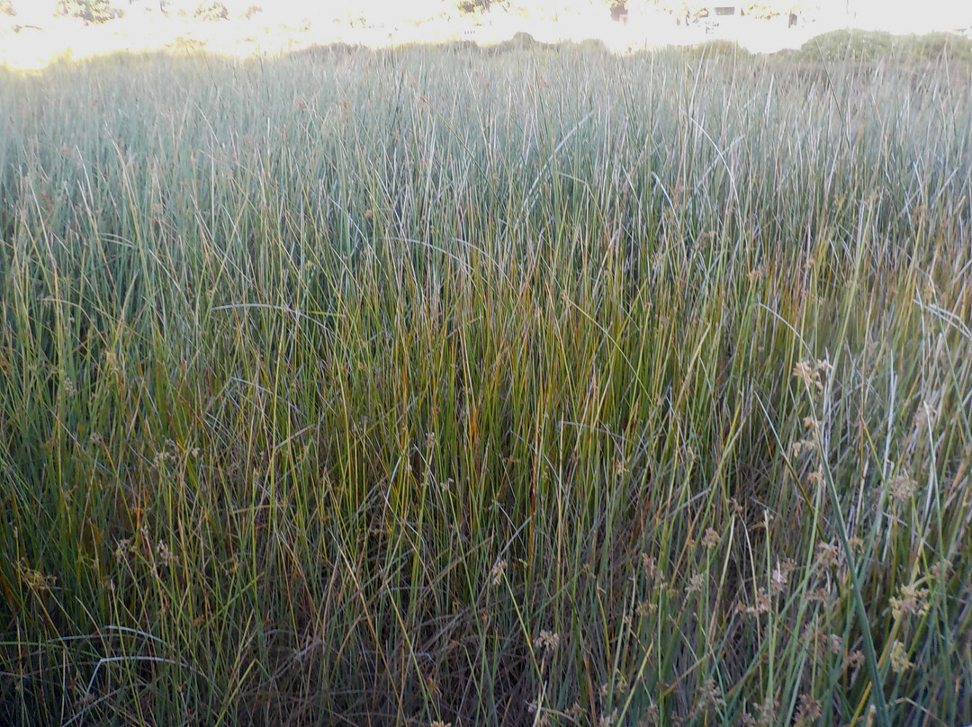 Waitangi Park-惠灵顿必去景点