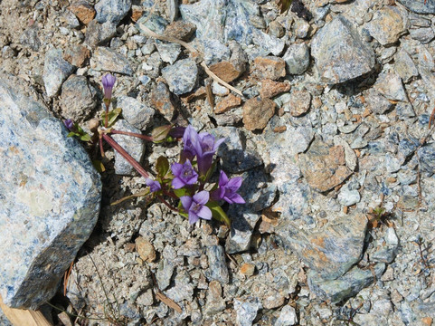 Yubaridake-夕张市必去景点