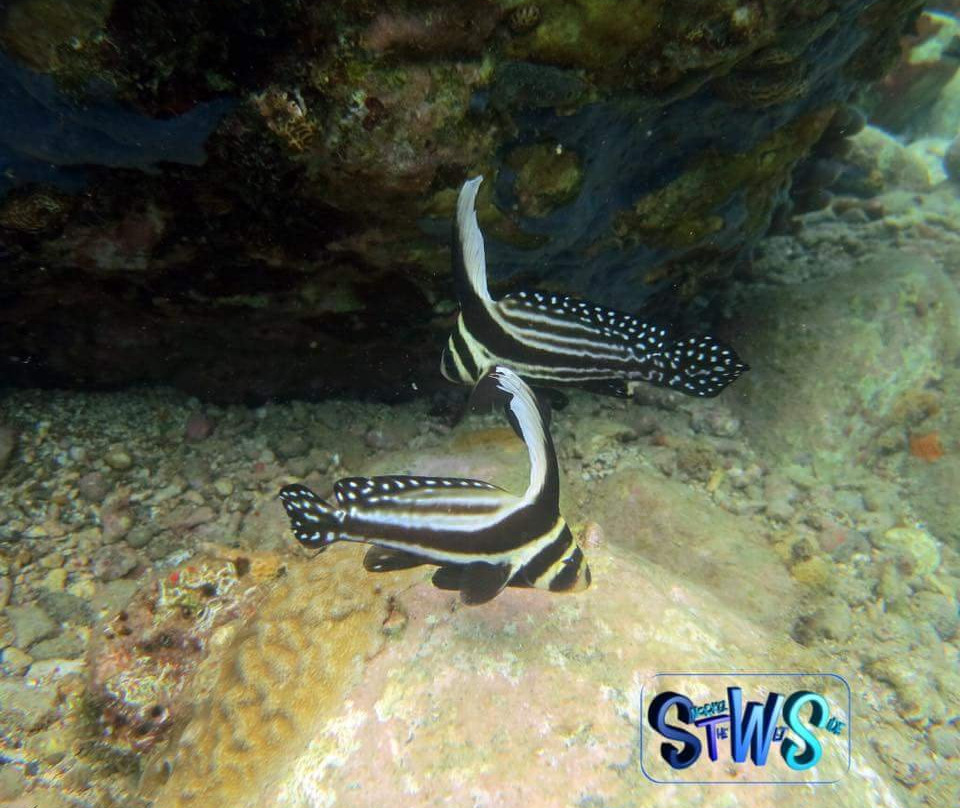 Snorkel the WetSide-夏洛特阿马利亚必去景点