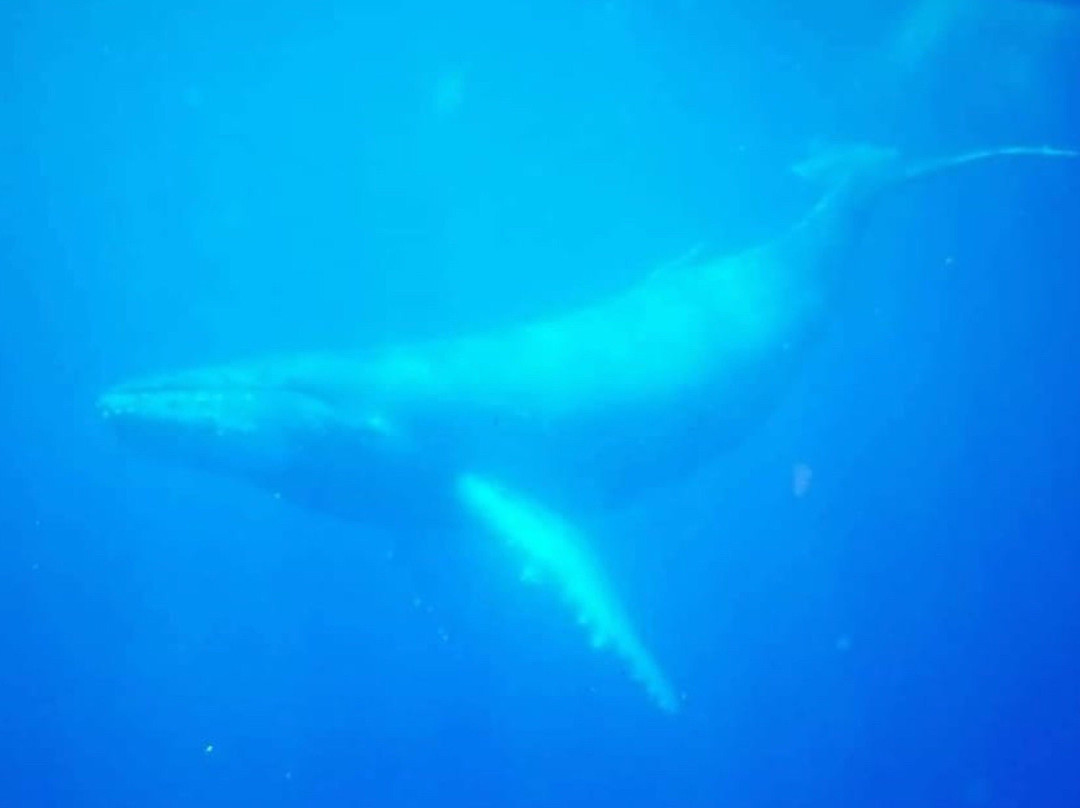 Navis Charters-格雷斯湾必去景点