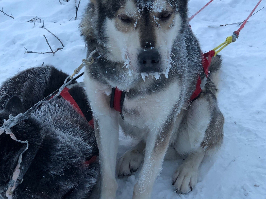 Ice Driving-Jukkasjarvi必去景点