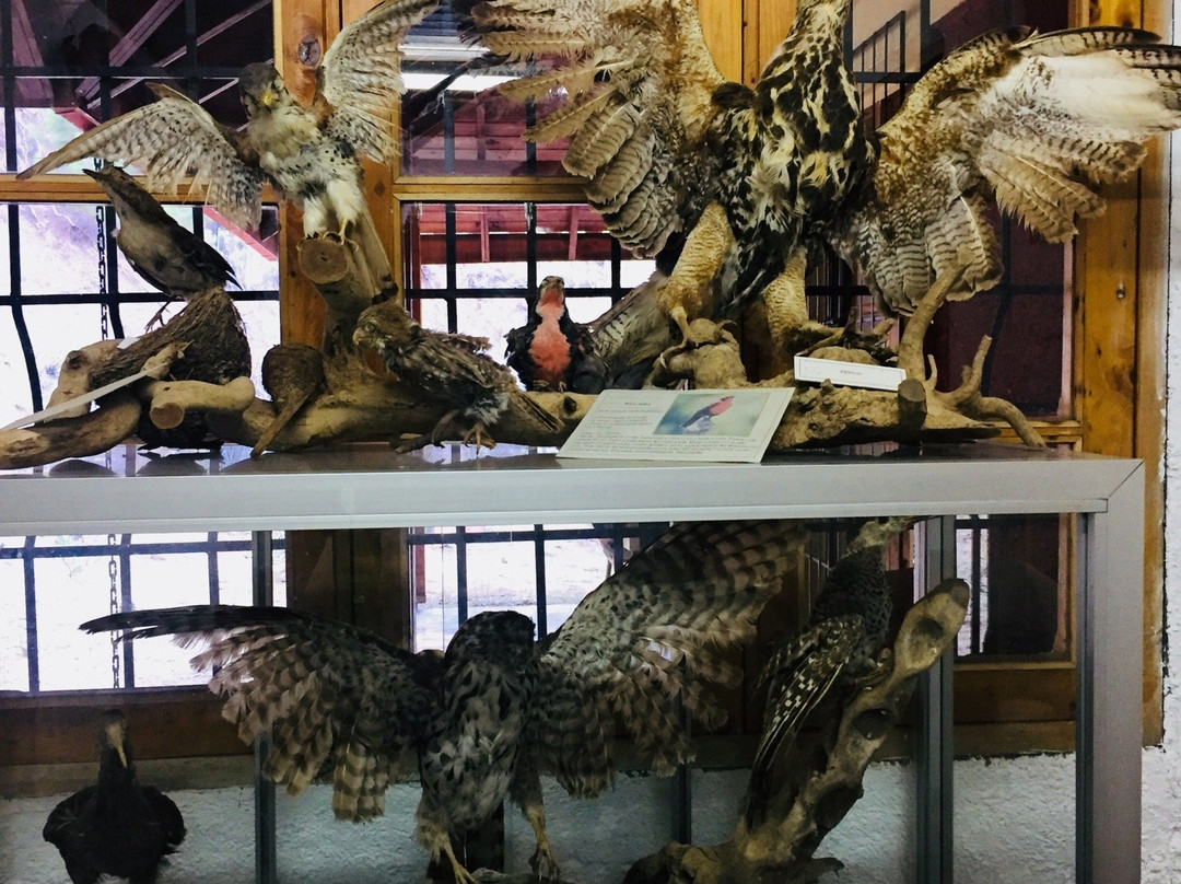 Museo del Nino Rural-皮钦勒姆必去景点