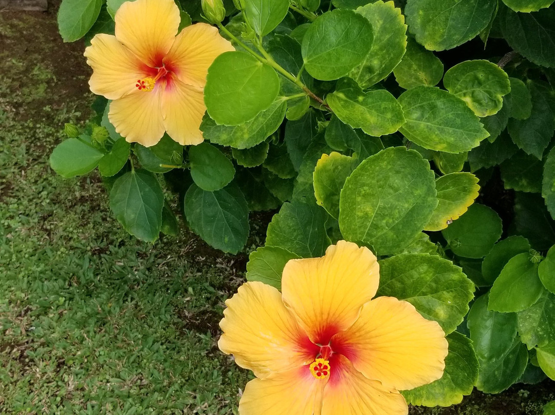 Hale Mahina Beach Resort主图