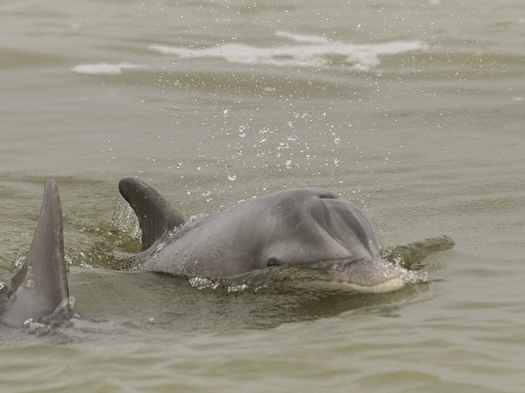 Aransas Bay Birding Charters景点图片