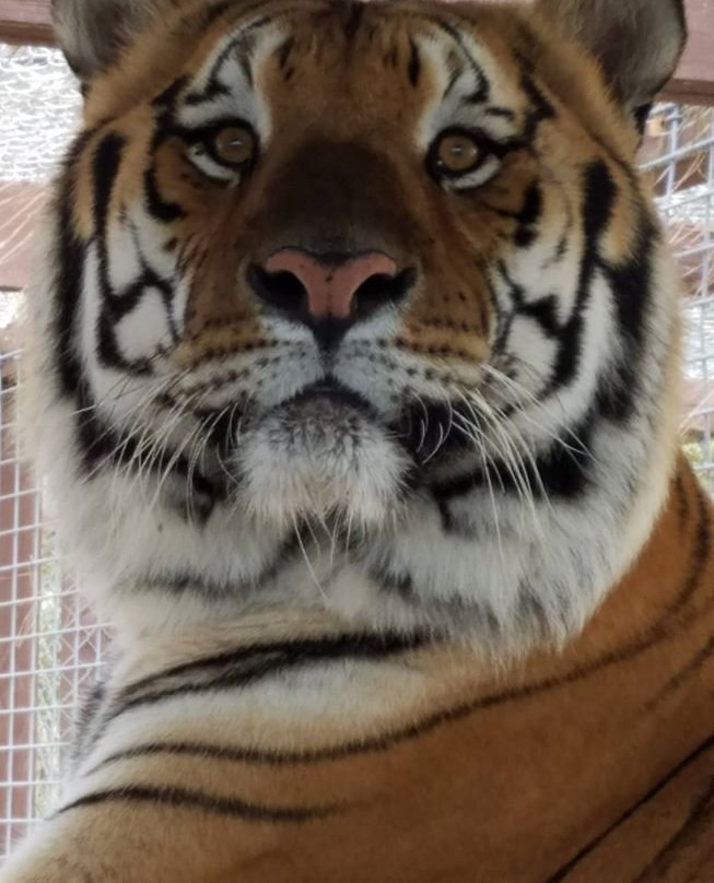 Mystic Jungle Educational Facility Inc-Live Oak必去景点