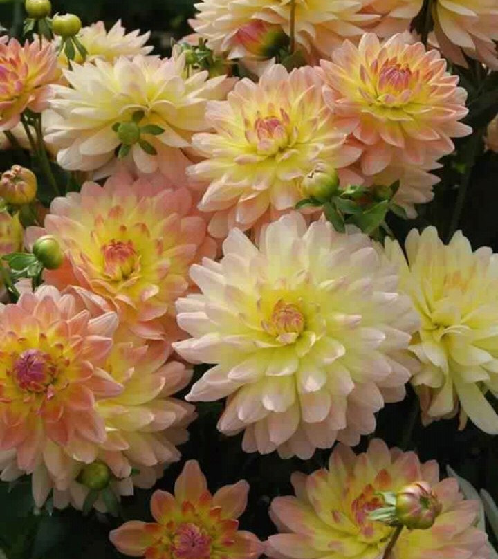 Happy Home Resort主图