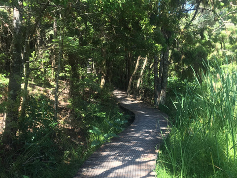 Opua Forest Lookout Track-派希亚必去景点
