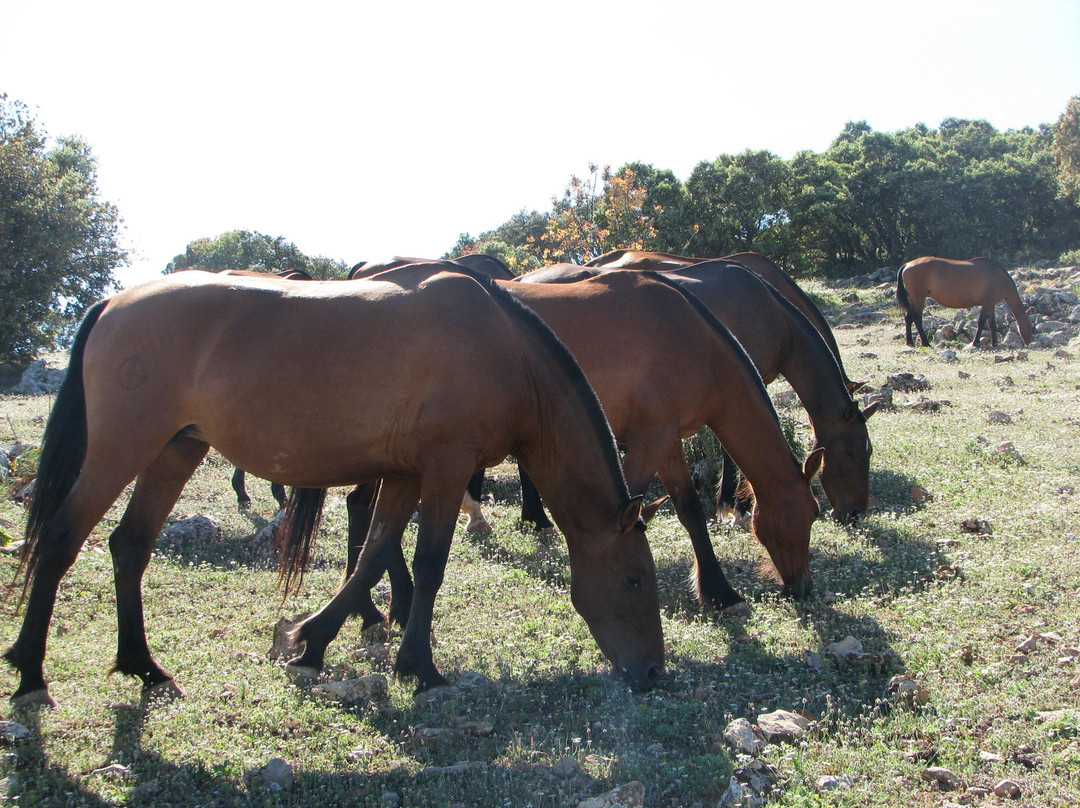 yeguada de domingo chinchilla * stud of domingo chinchilla-Algarinejo必去景点