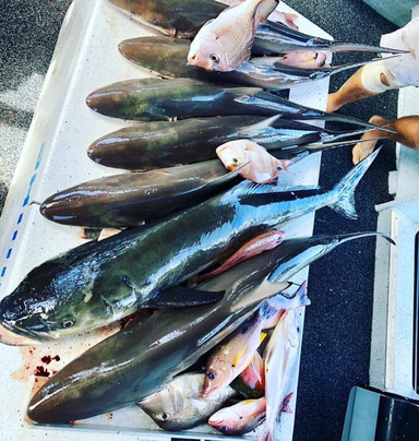 Fish Noosa-努萨维尔必去景点