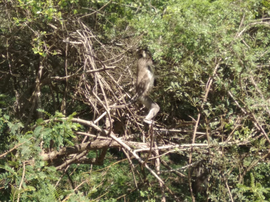 Sasindu Safari Jeep Tours-雅拉国家公园必去景点