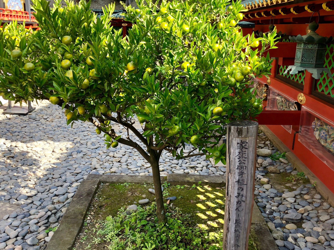 Orange Trees Planted by Ieyasu Tokugawa-静冈市必去景点