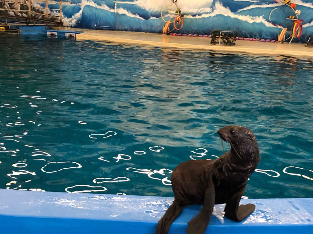 Dolphinarium Atlantida-下诺夫哥罗德必去景点