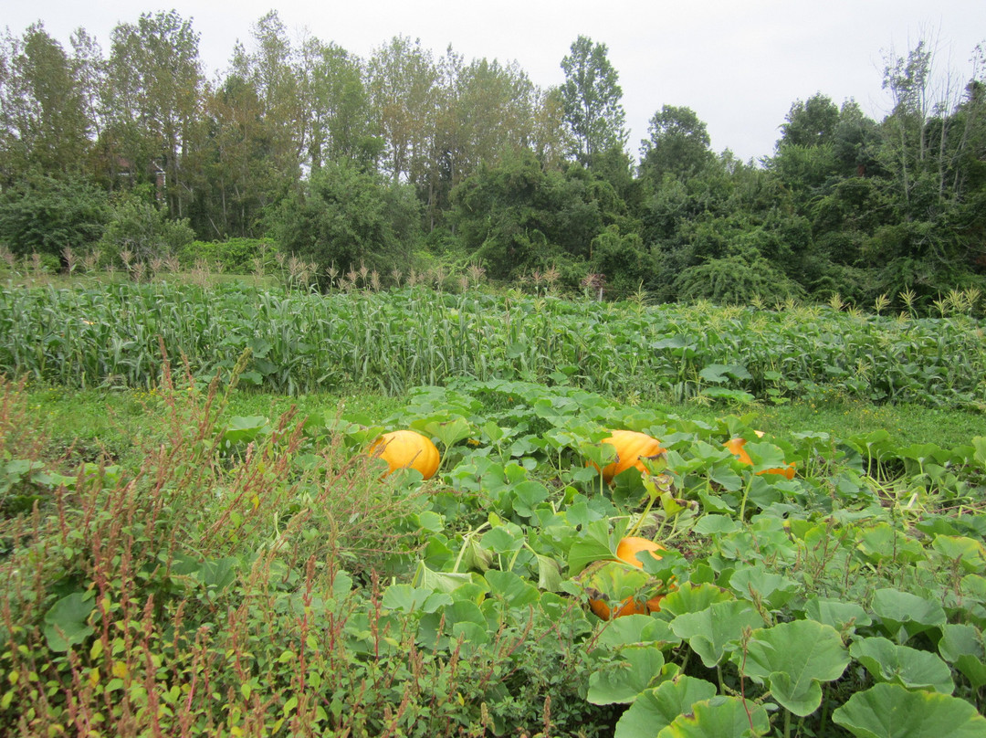 Dill's Atlantic Giant Pumpkin Farm-Windsor必去景点
