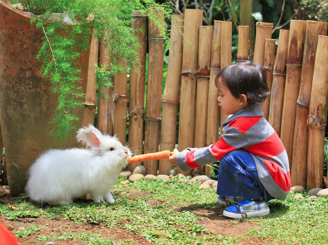 Rabbit Village景点图片