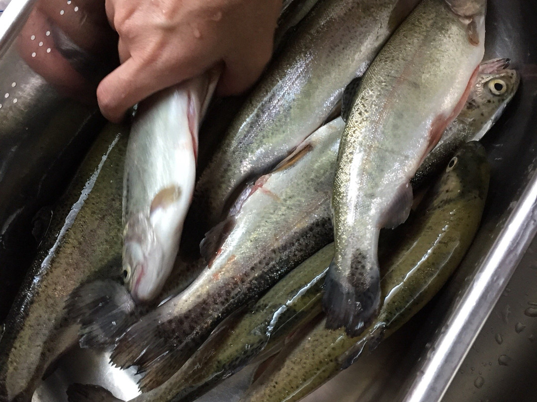 Chihayagawa Masu Fishing Area-千早赤阪村必去景点