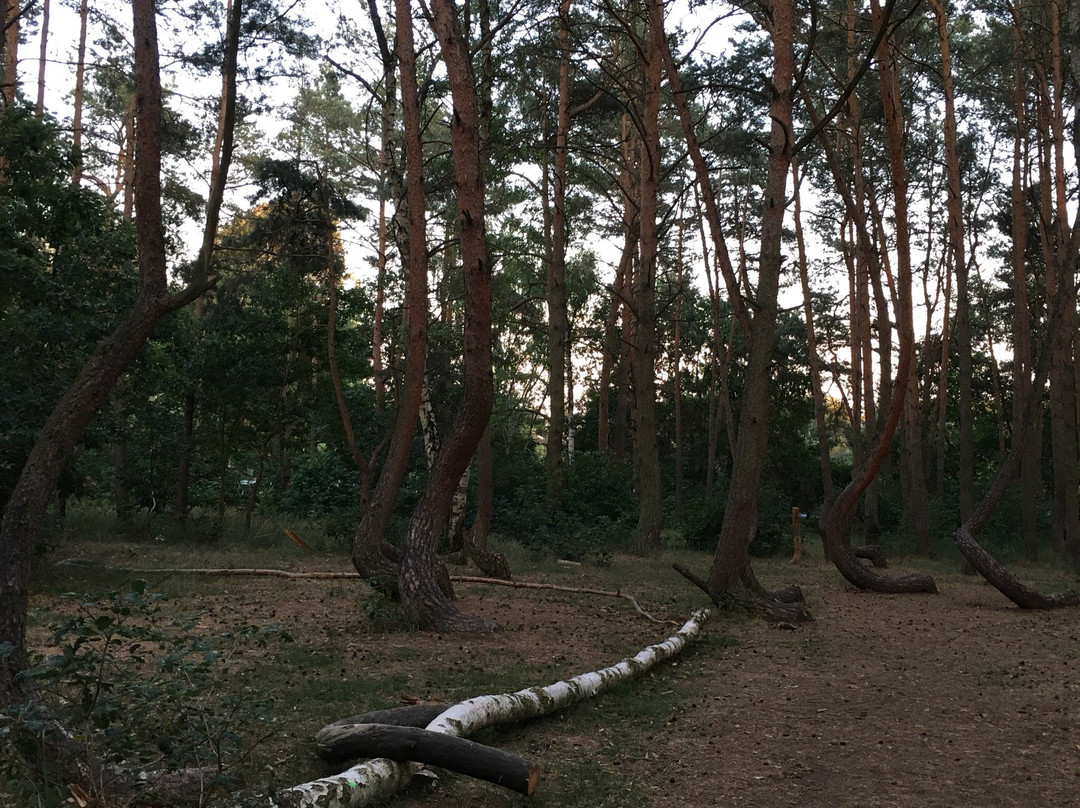 Krzywy Las-Nowe Czarnowo必去景点