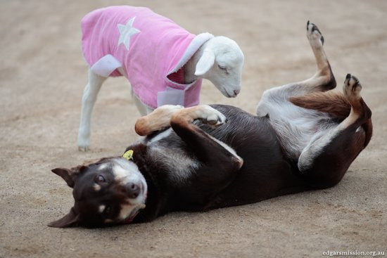 Edgar's Mission-Lancefield必去景点