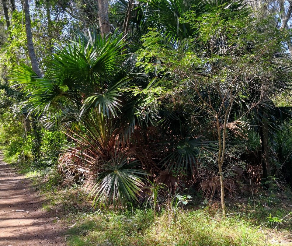 Warriewood Wetlands景点图片