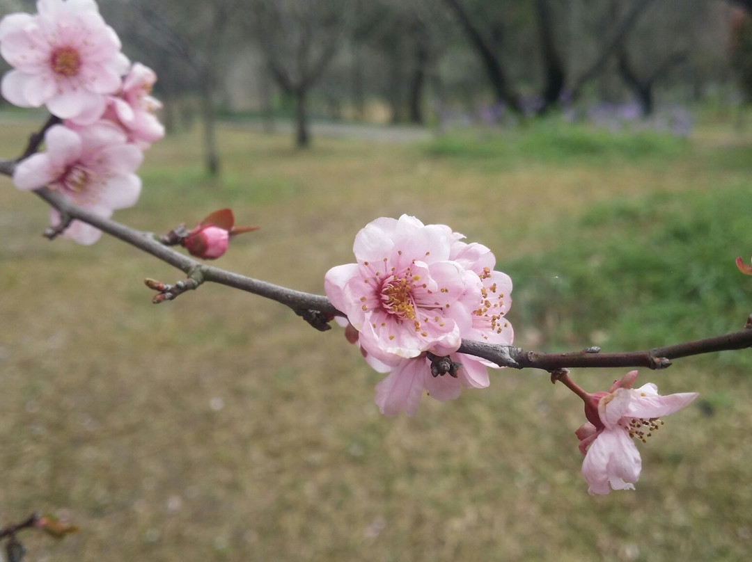 梅花山-南京市必去景点