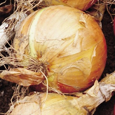 Matt's Produce-拉辛必去景点