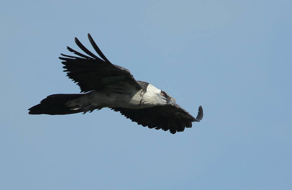 Birdwatch Asturias景点图片