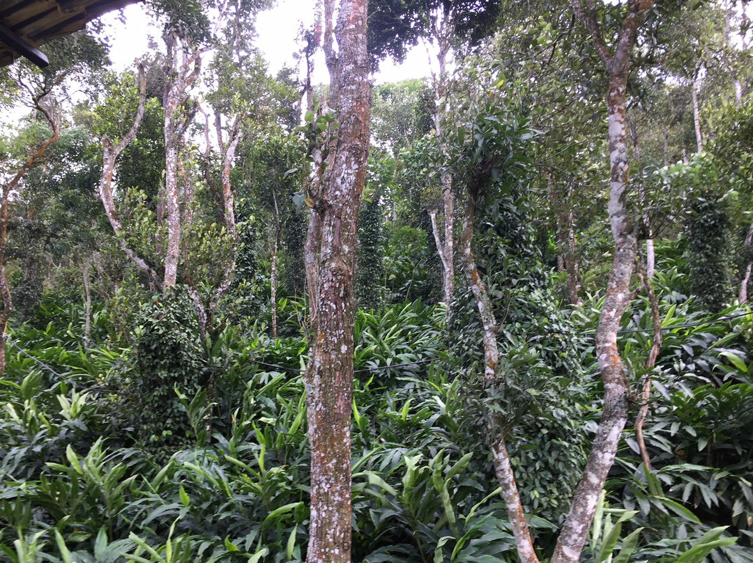 Evergreen Spicegarden-Kumily必去景点