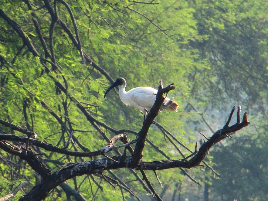 Churmura旅游景点-Sur Sarovar Bird Sanctuary