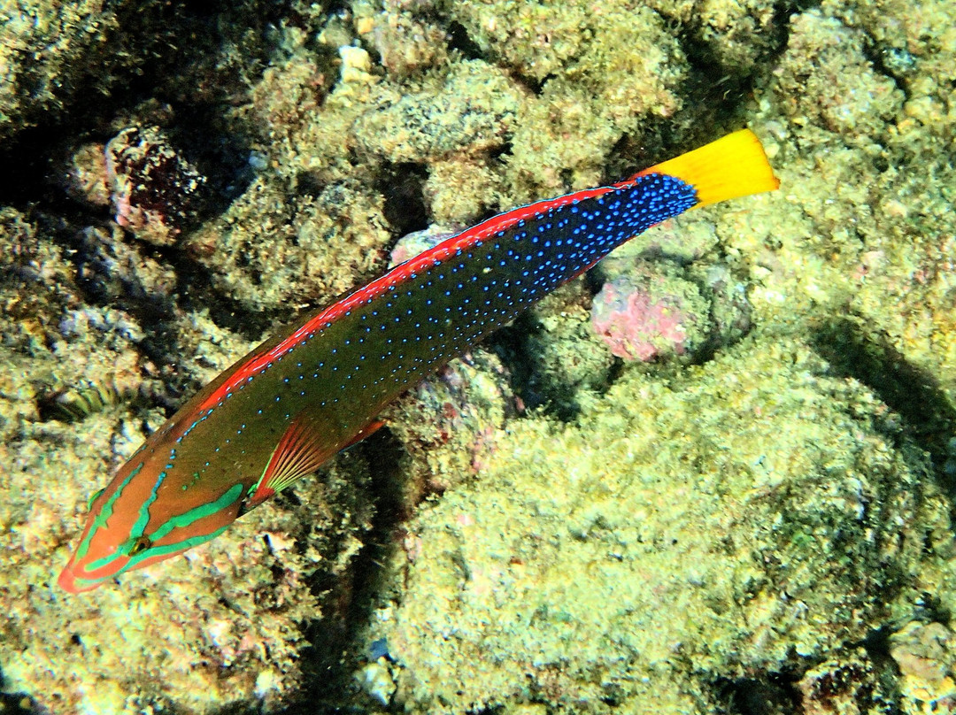 Kauai Bound-利胡埃必去景点