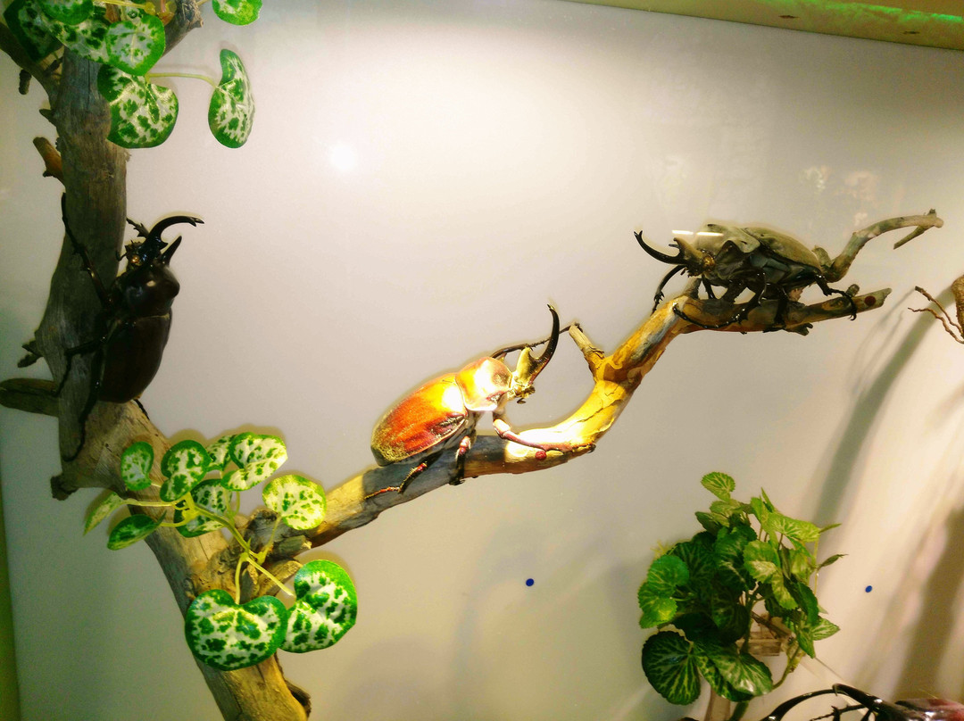 InsectPark景点图片