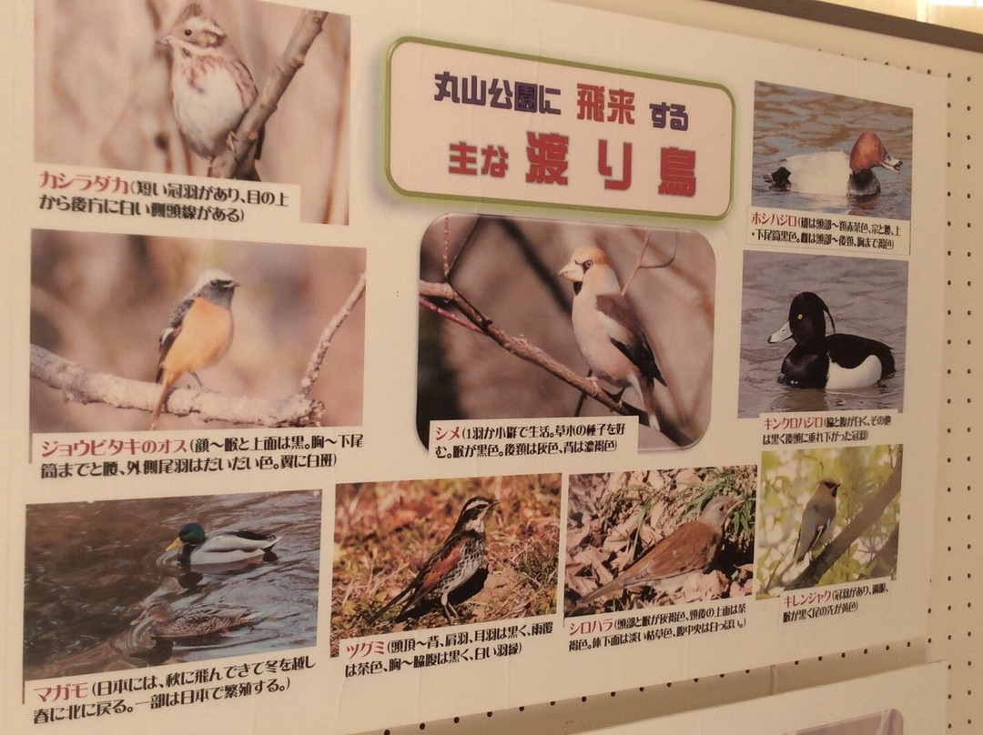 Ageo City Nature Learning Museum-上尾市必去景点