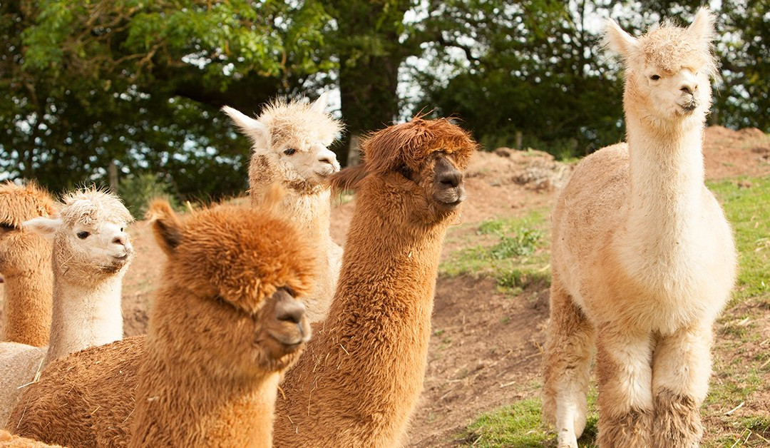 Alpaca Alpaca At Leven Valley景点图片