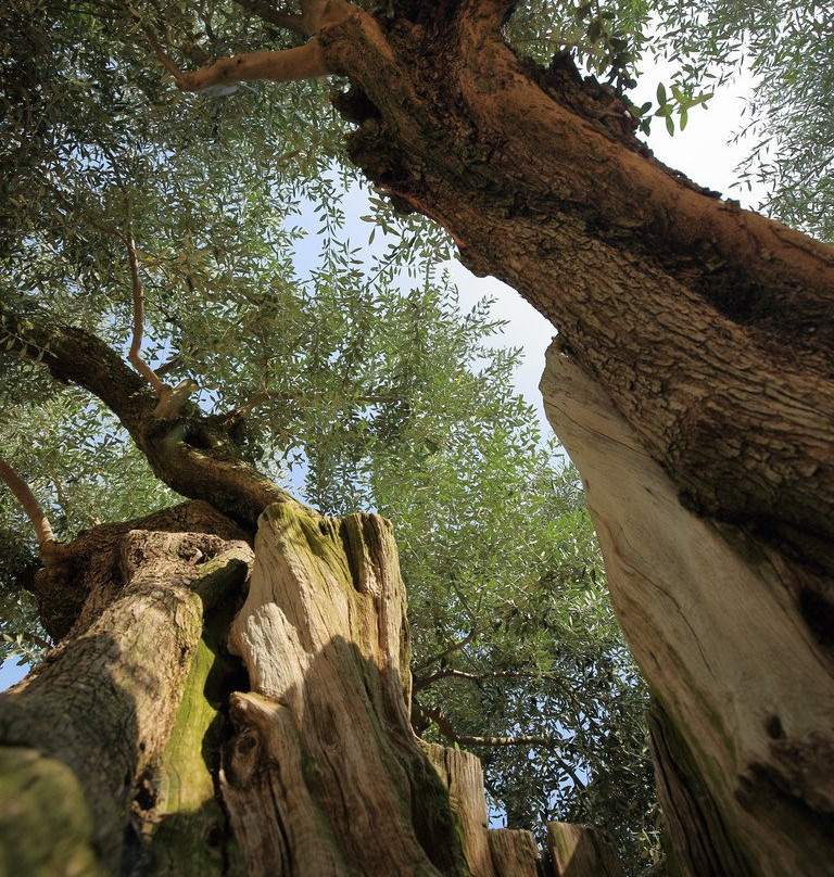 1000 Years Olive Tree景点图片