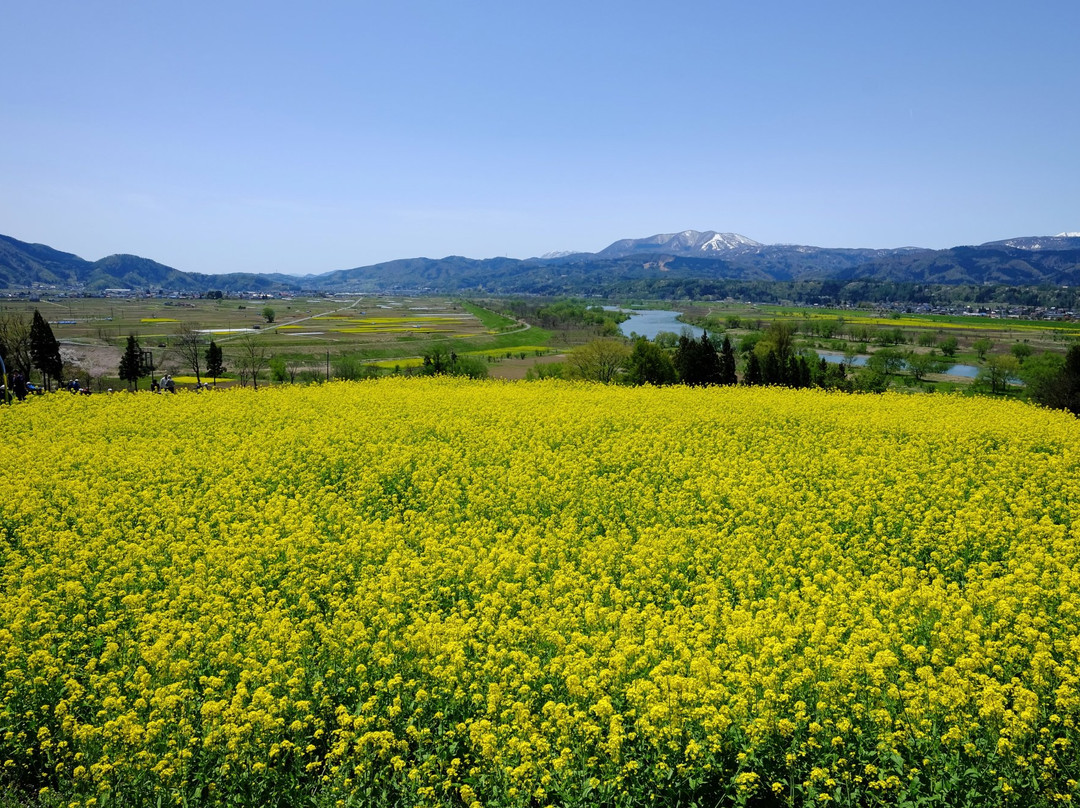 Nanohana Park-饭山市必去景点