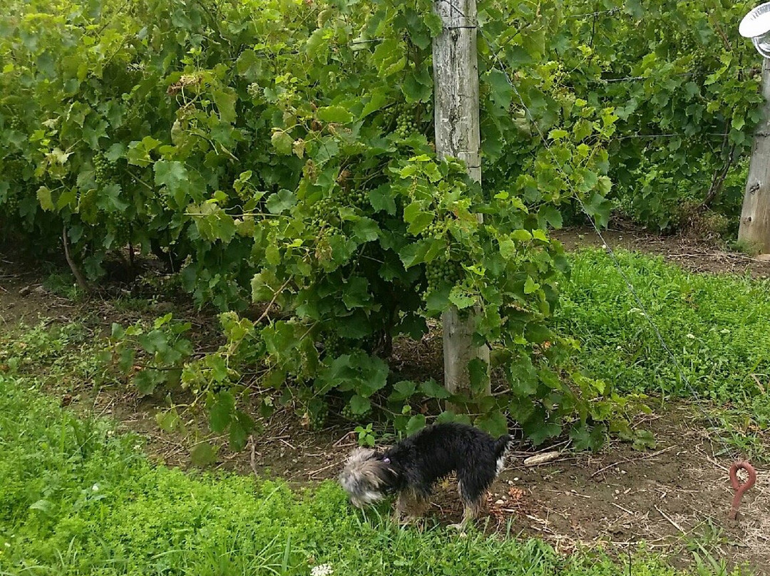 Snow Farm Vineyard and Winery-South Hero必去景点