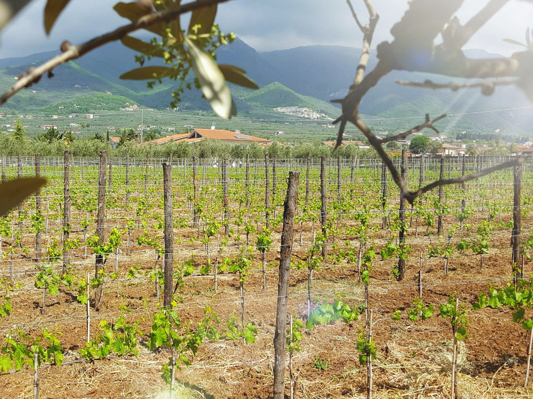 Casula Vinaria Winery景点图片