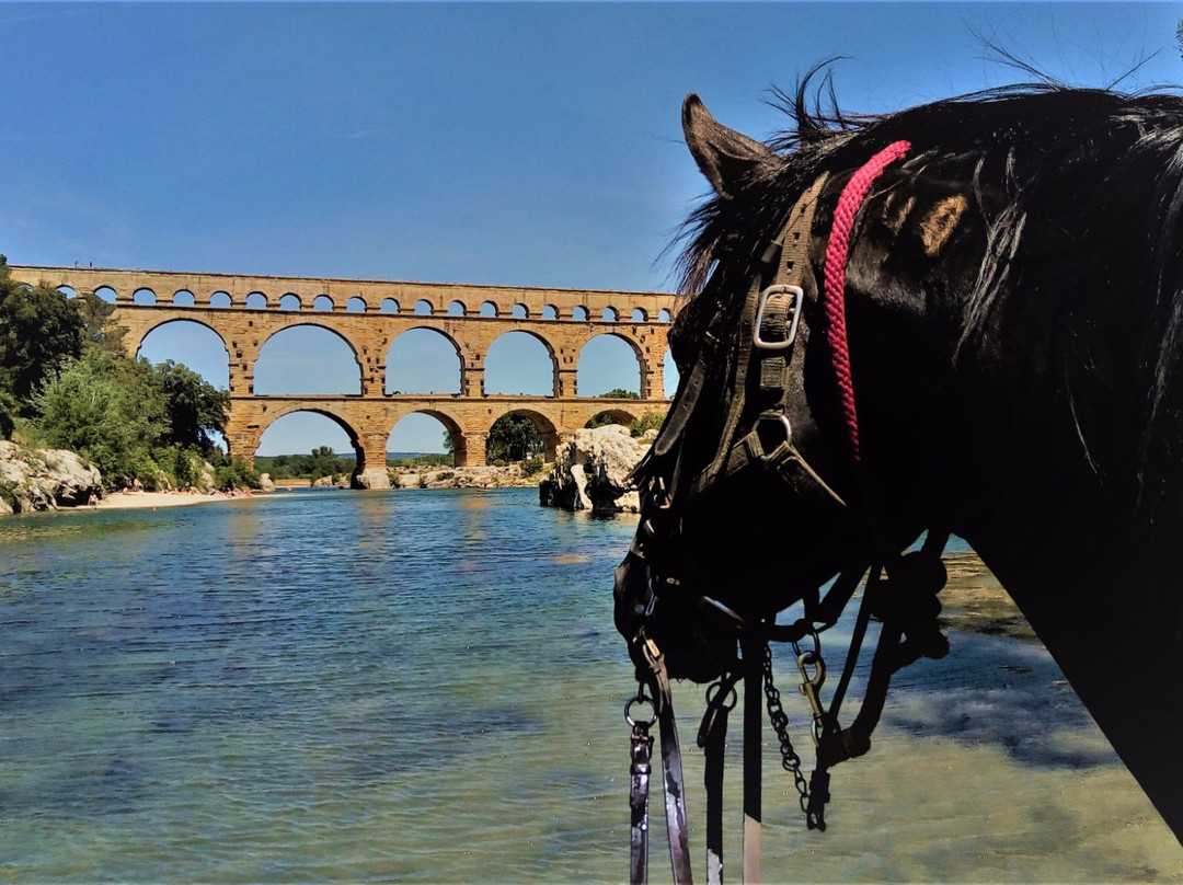 Centre Equestre Domaine Vieil Amandier景点图片