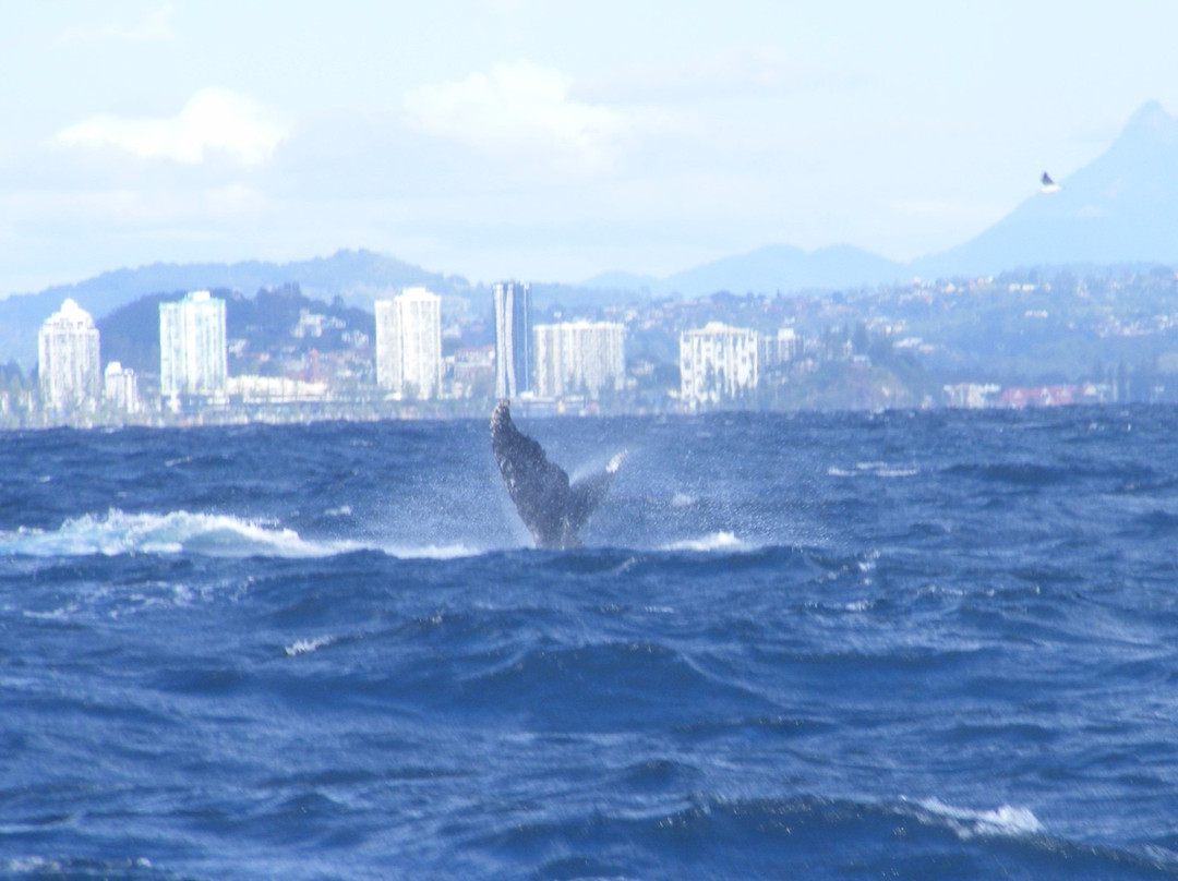 Coolangatta Whale Watch-堤维德岬必去景点